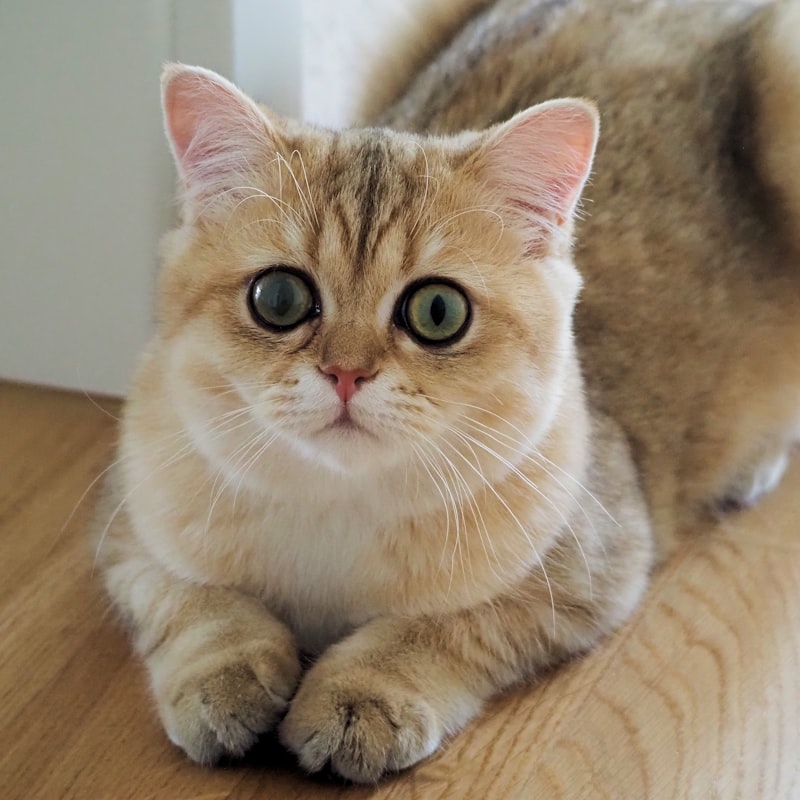 大きな目でこちらを見る若い猫のはな