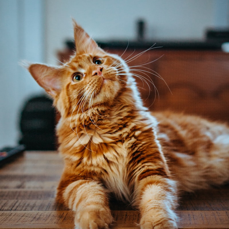 長毛の茶トラ猫のまろん